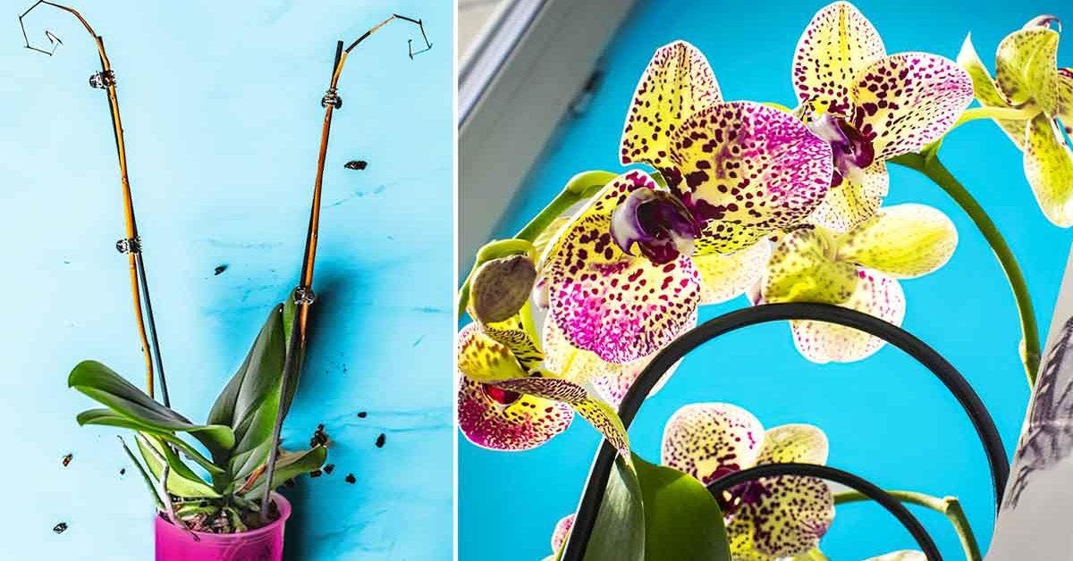 Comment entretenir une orchidée et la faire refleurir - le guide étape par étape 1