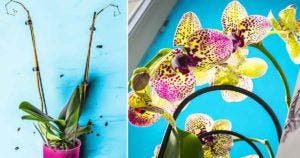 Comment entretenir une orchidée et la faire refleurir - le guide étape par étape 1