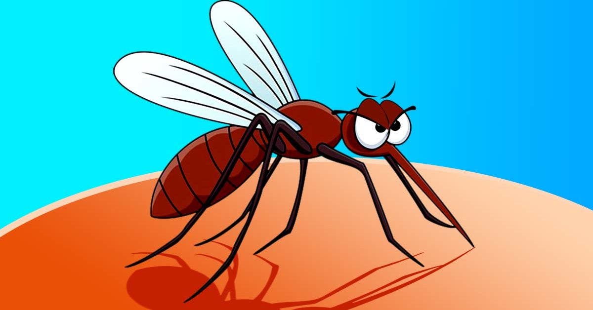 Comment éviter les piqures de moustiques cet été