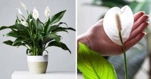 Comment faire épanouir la plante Berceau de Moïse pour qu’elle parfume votre maison