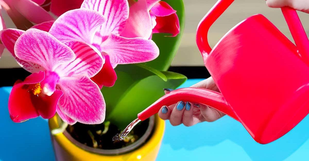 Comment faire fleurir les orchidées toute l'année _ Ajoutez un seul ingrédient à l’eau d'arrosage