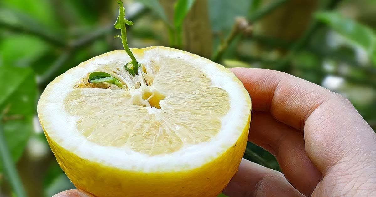 Comment faire germer des graines de citron le guide étape par étape
