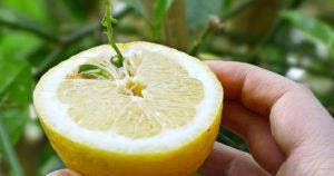Comment faire germer des graines de citron le guide étape par étape