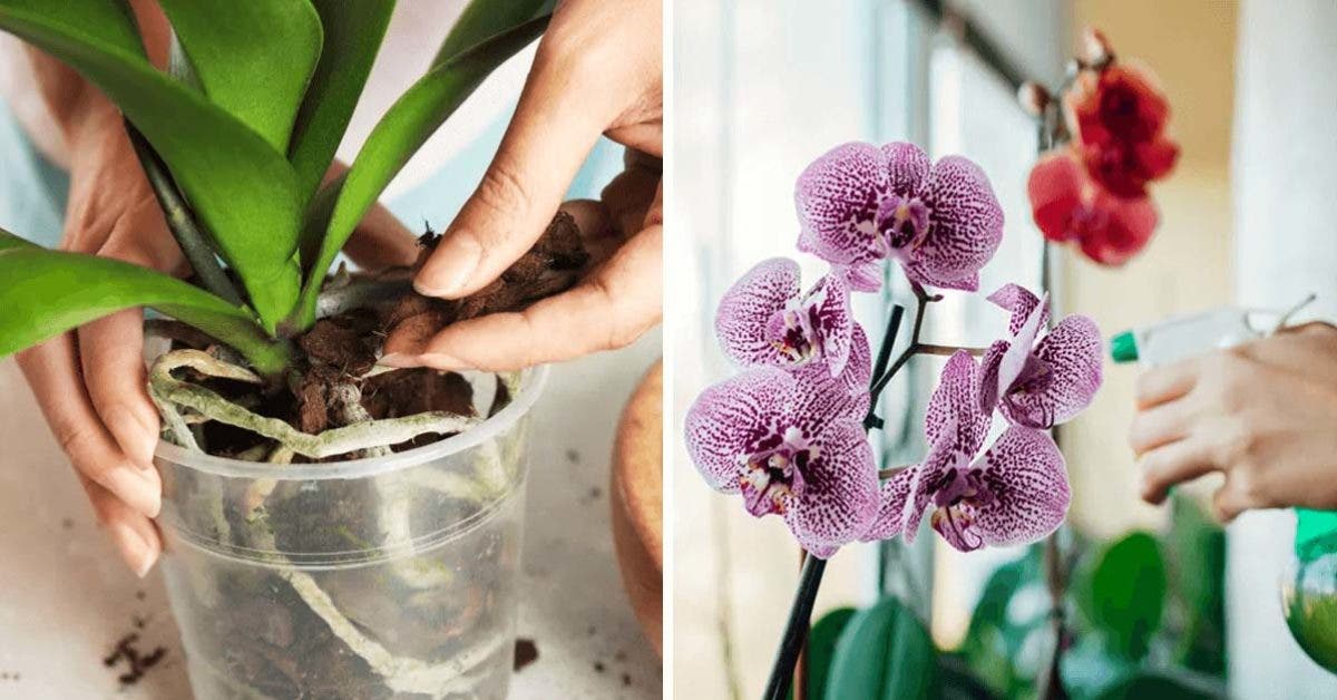 Comment faire pousser de belles orchidées à la maison ? 4 secrets à  connaitre