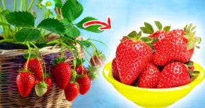 Comment faire pousser des fraises toute l’année à la maison