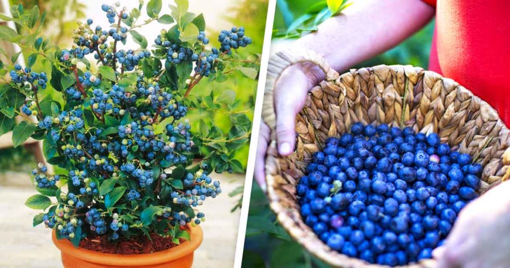 25 plantes et arbustes pour embellir l’entrée de votre maison