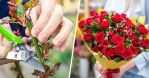 Comment faire pousser des roses à partir d’une seul tige