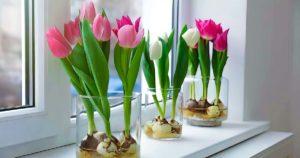 Comment faire pousser des tulipes dans l'eau