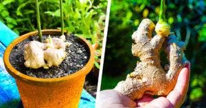 Comment faire pousser du gingembre en pot pour lavoir disponible gratuitement toute lannee