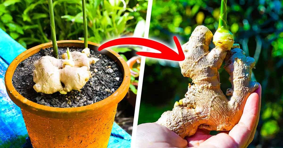 Comment faire pousser du gingembre en pot pour l'avoir disponible gratuitement toute l’année