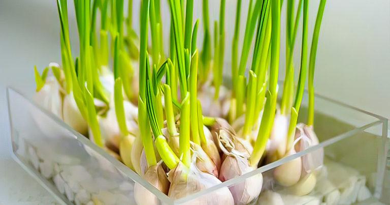 Comment faire pousser de l’ail en pot ou en jardinière