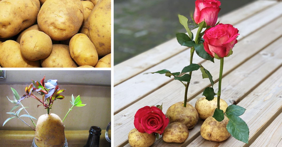 Comment faire pousser une rose sur une pomme de terre ?