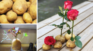 Comment faire pousser une rose sur une pomme de terre ?