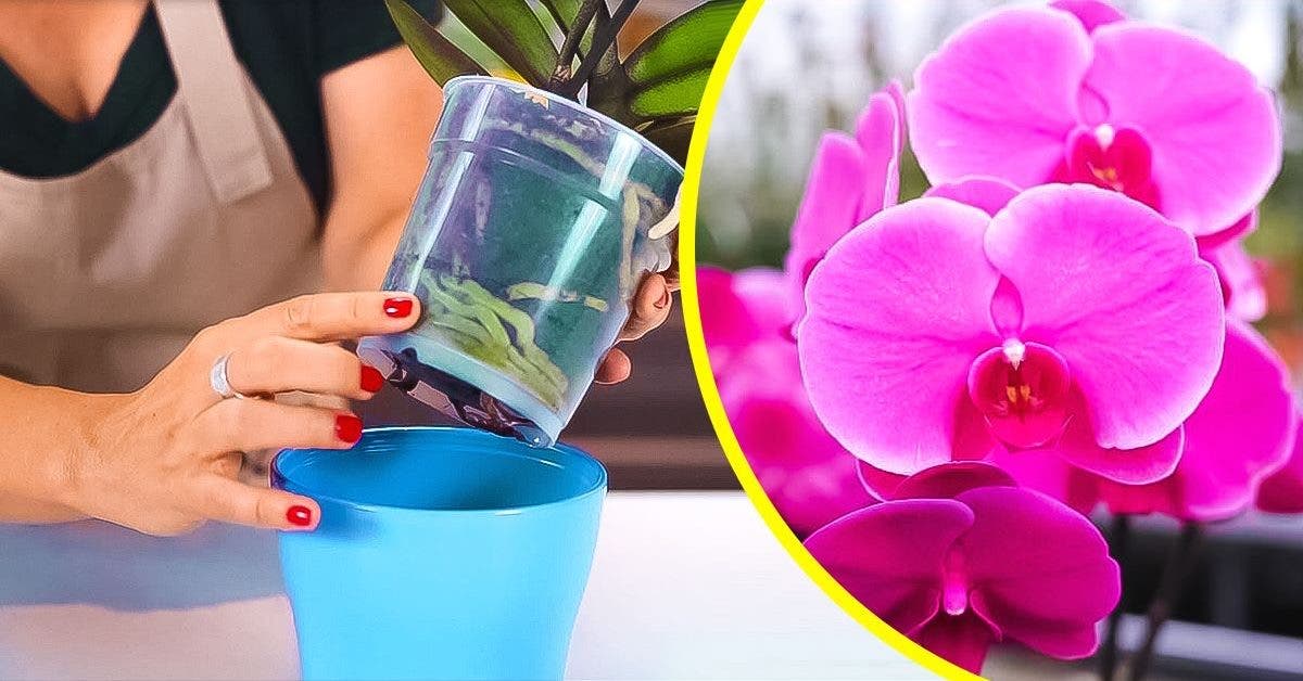 Come far rifiorire le tue orchidee