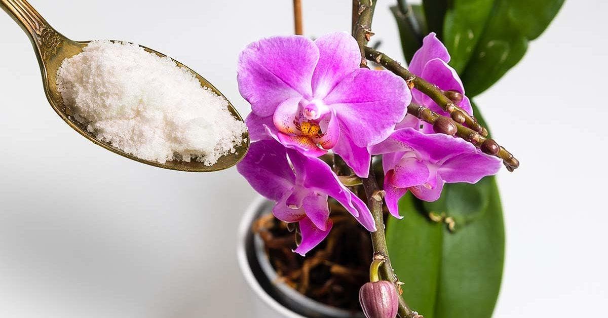 Comment faire refleurir une orchidée avec de la poudre d'ail Site
