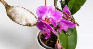 Comment faire refleurir une orchidée avec de la poudre d'ail Site