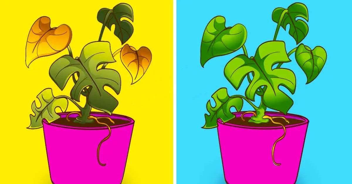 Comment faire revivre une plante morte