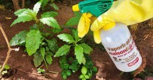 Comment faire un désherbant naturel avec du bicarbonate et vinaigre final