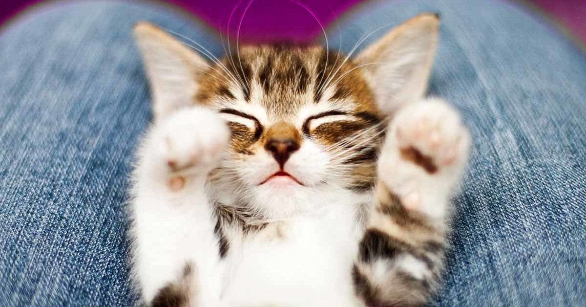 Comment modifier le comportement d’un chat qui vous réveille la nuit