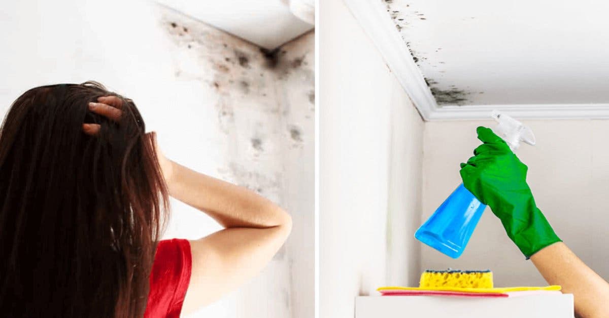 Comment nettoyer la moisissure du plafond ? 7 étapes simples et efficaces