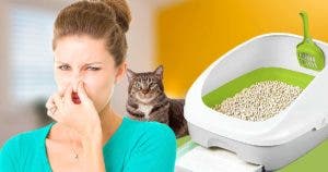 Comment nettoyer une litière pour chat qui sent mauvais en 5 minutes001