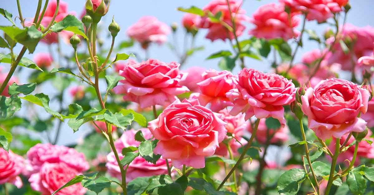 Comment obtenir des roses épanouies et en parfaite santé ? Les conseils d’un jardinier