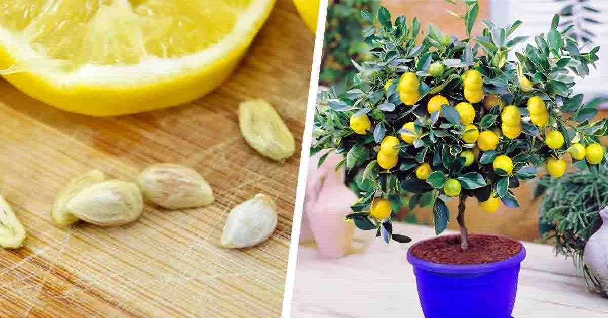 Comment obtenir un citronnier facilement à partir d’une graine