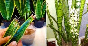 Comment obtenir une sansevieria ou « langue de belle-mère » à partir d'une seule feuille