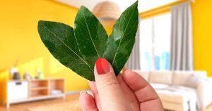 Comment parfumer la maison avec des feuilles de laurier001