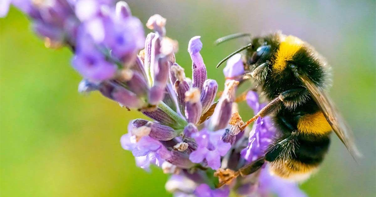 Comment peux-t-on protéger les abeilles final