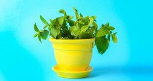 Comment planter de la menthe dans une tasse pour décorer et parfumer toute la maison