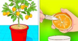 Comment planter des mandarines à partir d’une graine pour en avoir en illimité final