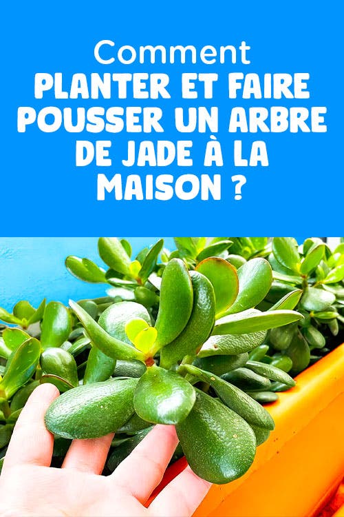 Comment planter et faire pousser un arbre de jade à la maison ?