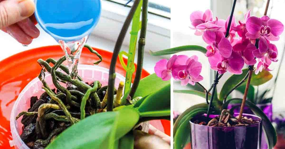 Comment prendre soin des orchidées pour qu’elles fleurissent chaque année ?