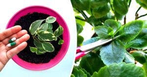 Comment prendre soin des plantes d’intérieur parfaitement