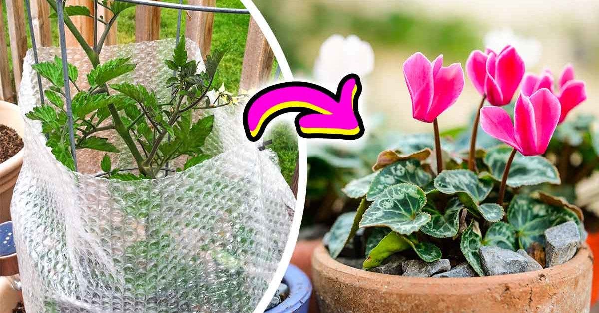 Comment protéger les plantes en hiver final