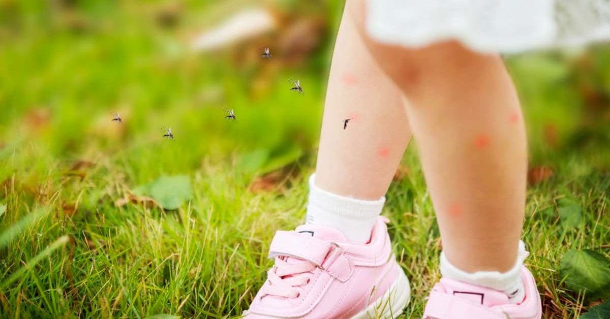 Comment protéger votre enfant des moustiques cet été
