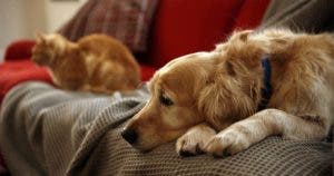 Comment reconnaitre les symptômes du stress chez les animaux de compagnie
