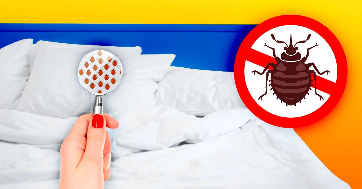 Punaises de lit : comment les éliminer de son matelas ? L'astuce très  simple d'un expert : Femme Actuelle Le MAG