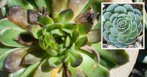 Comment récupérer une plante succulente pourrie ? Guide étape par étape facile et efficace