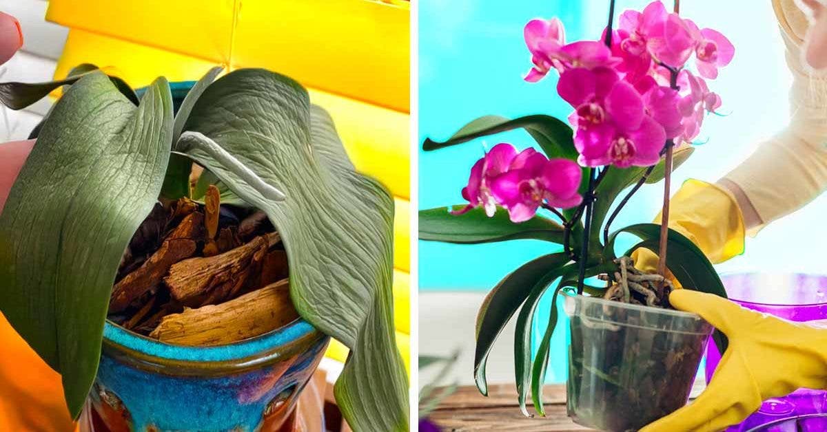 Comment redonner vie à une orchidée fanée ou flétrie? Le guide étape par étape