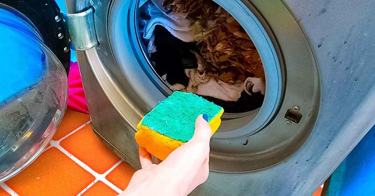 Comment retirer les poils d’animaux de la machine à laver avec l’astuce de l’éponge001