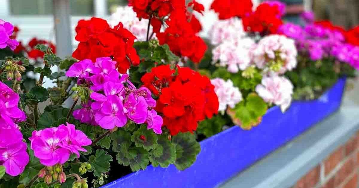 _Comment reveiller les geraniums apres lhiver __