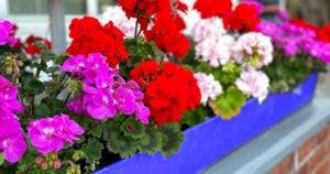 _Comment reveiller les geraniums apres lhiver __