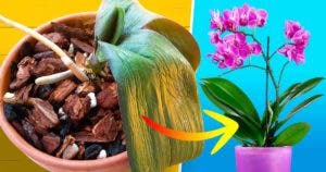 Comment sauver une orchidée mourante001