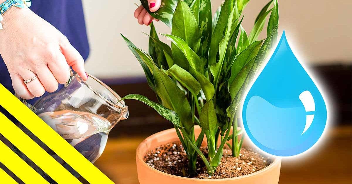 L'astuce pour savoir s'il est temps d'arroser sa plante verte : Femme  Actuelle Le MAG