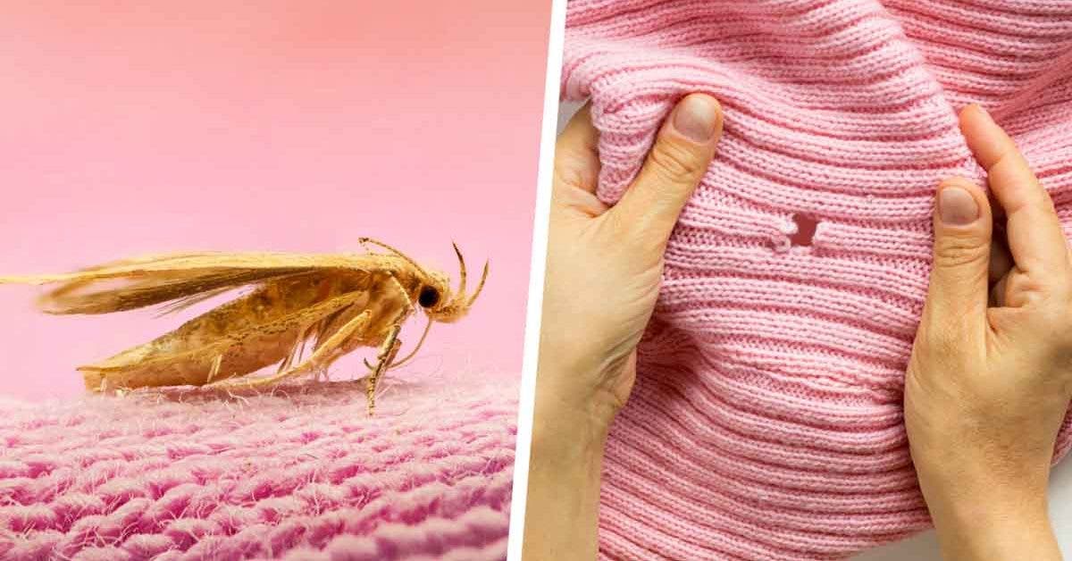 Comment se débarrasser des mites qui abiment les vêtements ? 3 astuces  simples et efficaces