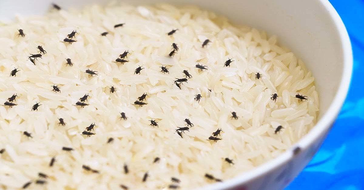 Comment se débarrasser des charançons de riz des placards final