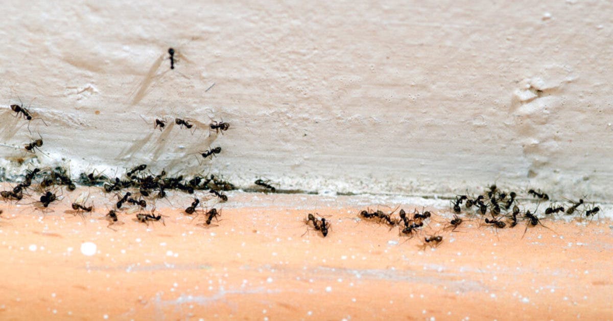 Comment se débarrasser des fourmis pour toujours ?