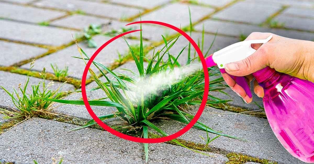 Comment se débarrasser des mauvaises herbes naturellement